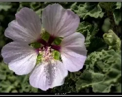 Lavatera marítima.
