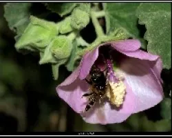 Lavatera marítima.