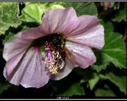 Lavatera marítima.