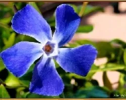 Azul