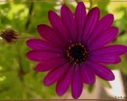 Flores de casa