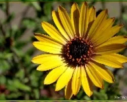 Flores de casa