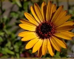Flores de casa