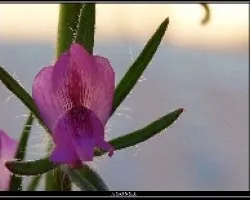 Flor silvestre