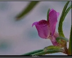 Flor silvestre
