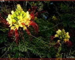 Caesalpinia gilliesii.