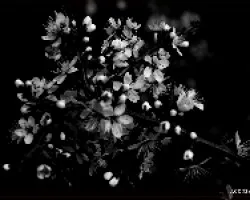 Arbusto florido