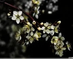 Arbusto florido