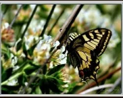 Mariposa