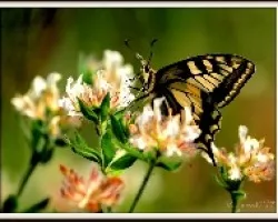 Mariposa