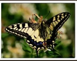 Mariposa
