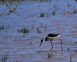 Himantopus himantopus