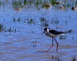 Himantopus himantopus