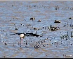 Himantopus himantopus
