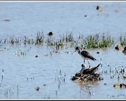 Himantopus himantopus