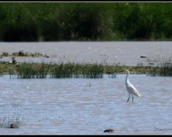 Egretta garzetta
