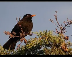 Turdus merula