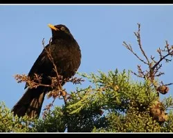 Turdus merula