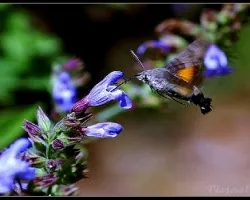 Macroglossa stellatarum