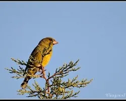 Carduelis chloris