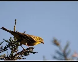 Carduelis chloris