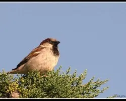Passer domesticus