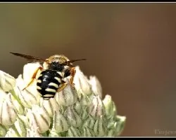 Abeja