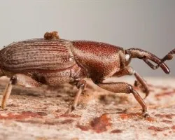Cosmopolites sordidus
