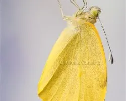 Pieris cheiranthi benchoavensis