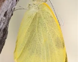Pieris cheiranthi benchoavensis
