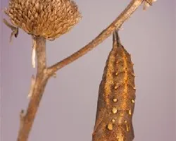 Vanessa cardui