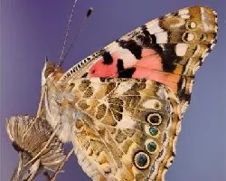Vanessa cardui