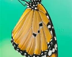 Danaus chrysippus