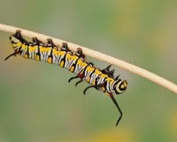 Oruga Danaus chrysippus