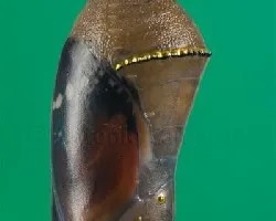 Danaus chrysippus