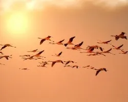 Phoenicopterus ruber