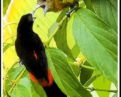 Ramphocelus costaricensis