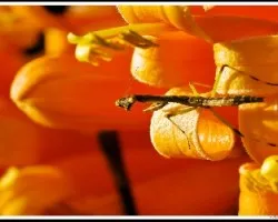 Mantis