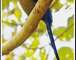 Momotus momota