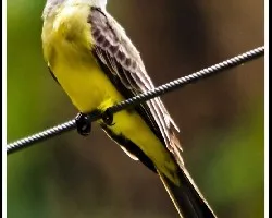 Tyrannus melancholicus.