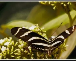 Mariposa