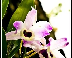 Dendrobium Falconeri