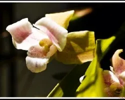Lycaste