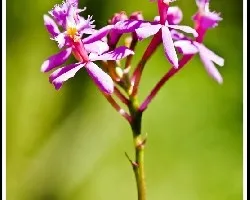 Epidendrum Ibaguense