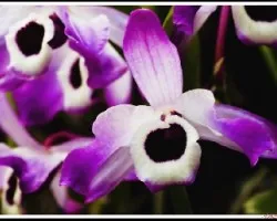 Dendrobium
