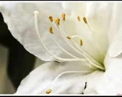 Azalea