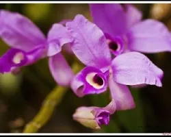 Guarianthe Skinneri