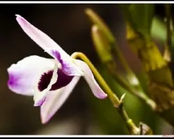 Dendrobium Falconeri