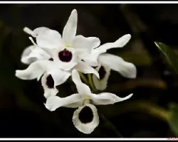 Dendrobium Nobile