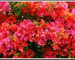 Bouganvillea